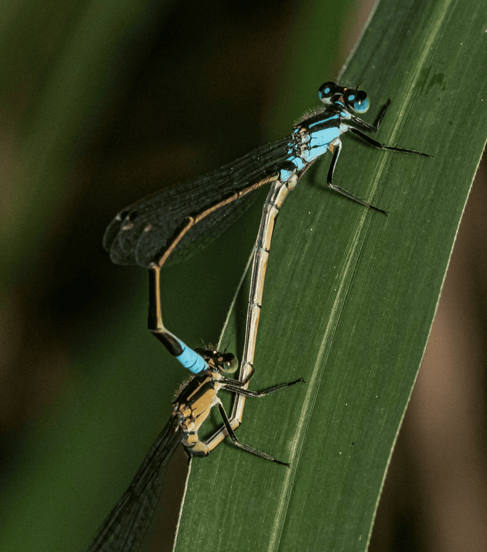Public Qwen Image 3 reference showing two blue damselflies perched together on a green leaf.
